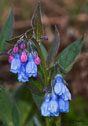 Mertensia paniculata